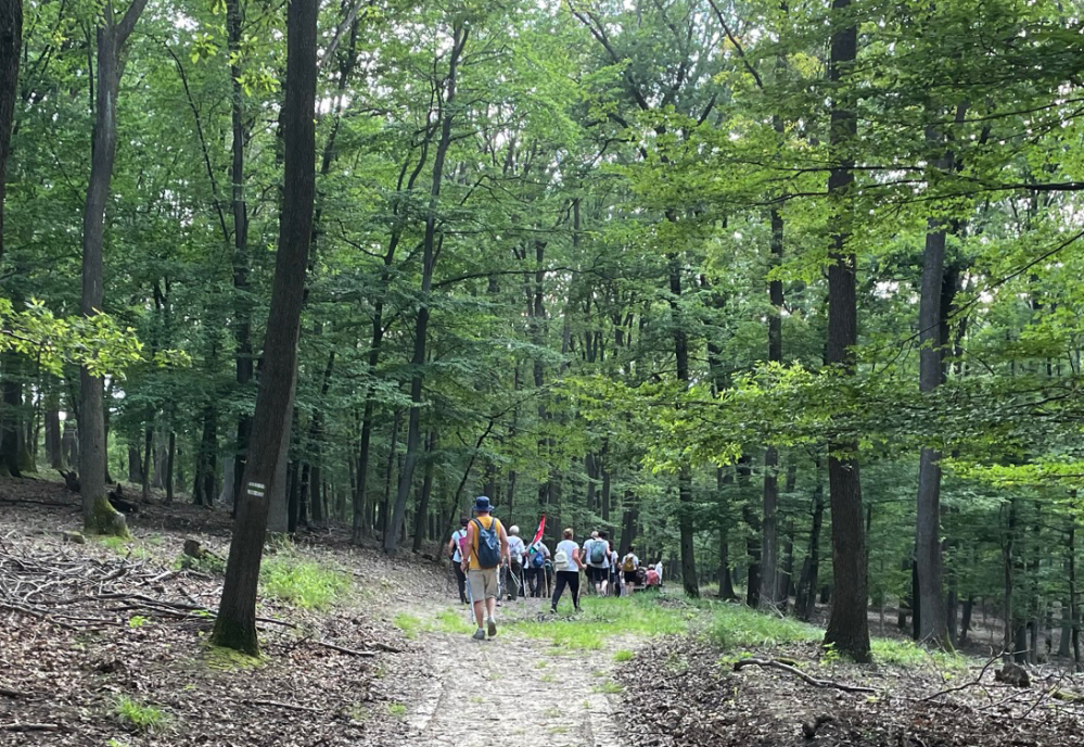 637_Gyalog-papokert-08