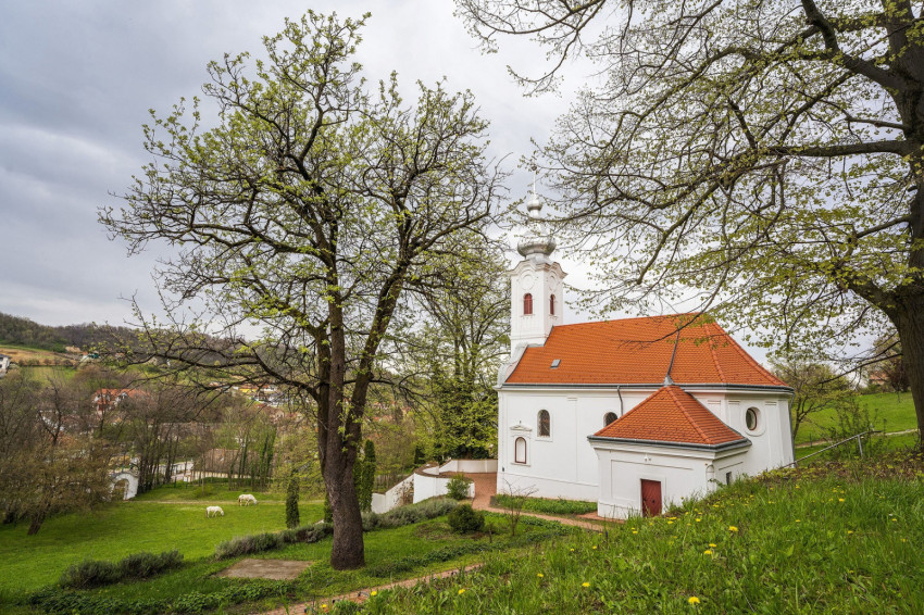 szekszardi_remete_kapolna_berkenye