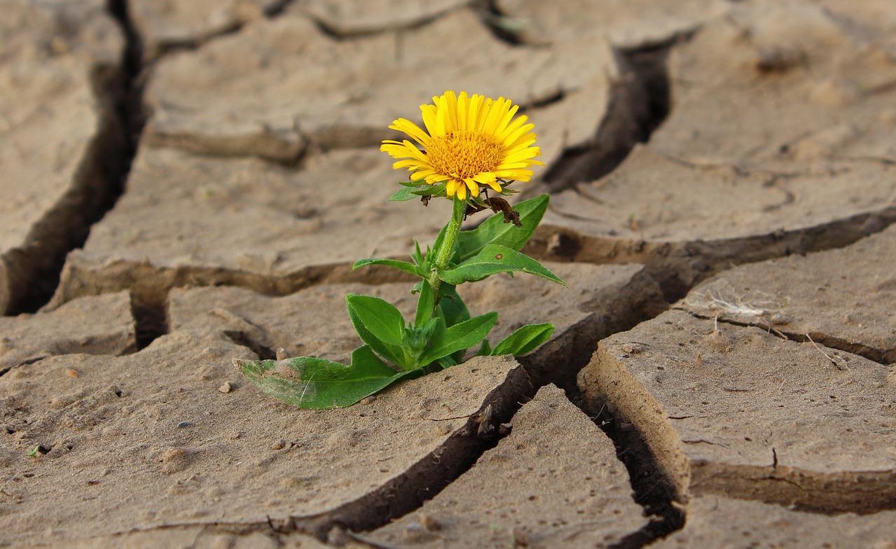 teremtésvédelmi_imanap